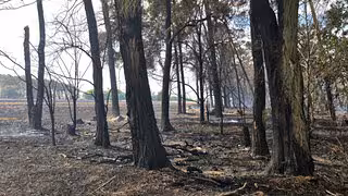 Waldbrand bei Zerbst: Feuerwehr am Montag weiter im Einsatz