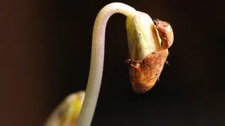 In England gibt es eine botanische Arche Noah