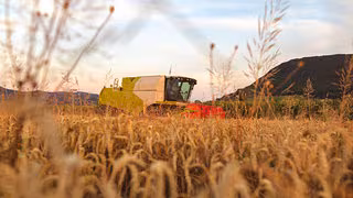 Landwirtschaft: Ernteprognose per KI klappt verlässlich