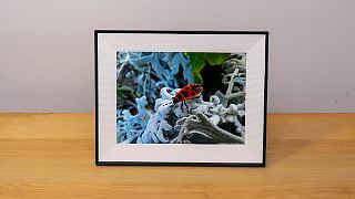 Mit dem Aura Aspen teilt man Fotos im gro&szlig;en Format