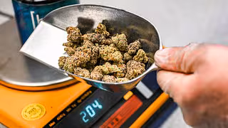 Einfuhren von medizinischem Cannabis sprunghaft gestiegen