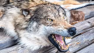 Wolf im Visier: Wilderer schießen immer häufiger auf die geschützten Tiere