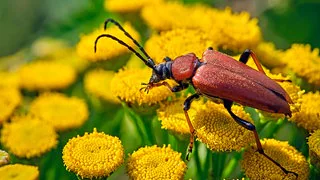Welterbe-Titel fürs Grüne Band? Wie Insekten-DNA helfen könnte
