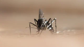 Chikungunya-Virus in Europa aufgetaucht – ein Überblick