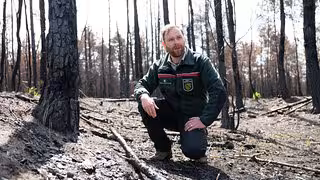 Schaden in Gohrischheide "apokalyptisch" - aber Wolf ist schon wieder da