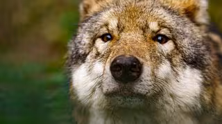 Wolf im Visier: Wilderer schießen immer häufiger auf die geschützten Tiere