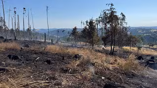 Wie ein Wald besser auf Brände vorbereitet werden kann