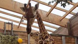 Giraffen haben Nachwuchs im Zoo Leipzig