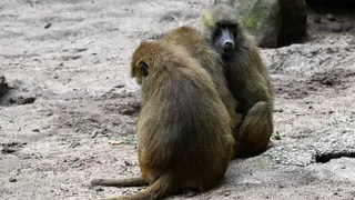 Trotz massiver Kritik: Deutscher Zoo tötet gesunde Paviane