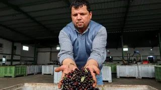 Wenn italienisches Olivenöl eigentlich aus Nordafrika kommt