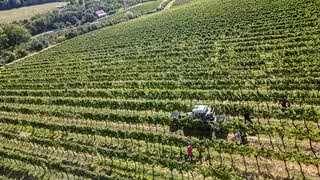 Wie geht es den Winzern in Mitteldeutschland?
