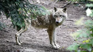 Niederlande verschärfen Warnung nach Wolfsattacke auf Kind
