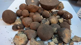 «Trüffel des Meeres» sollen Wohlstand bringen – zu welchem Preis?