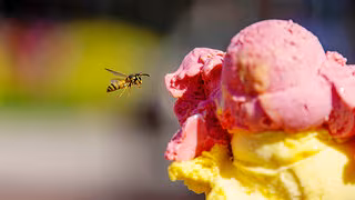 Wespen: Warum es gerade so viele gibt und was Sie tun können
