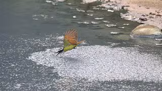 Schwarmintelligenz – gemeinsam sind Schwefelfische klüger als allein