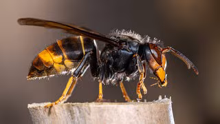 Bienen in Gefahr: Asiatische Hornisse breitet sich in Deutschland aus