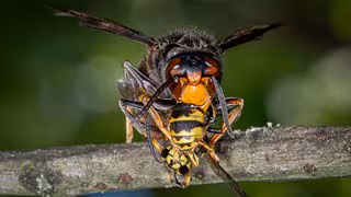 Bienen in Gefahr: Asiatische Hornisse breitet sich in Deutschland aus