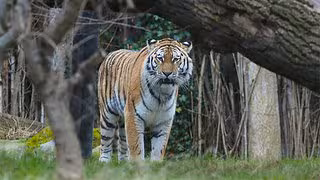 PETA kündigt Strafanzeige gegen Leipziger Zoo an