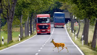 Warum es gerade mehr Unfälle mit Rehen gibt