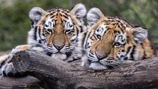 Drei tote Tigerbabys im Zoo Leipzig: Wäre eine Rettung sinnvoll gewesen?