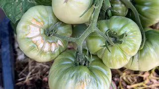 Typische Schäden an Pflanzen und was jetzt zu tun ist