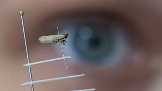 Schilf-Glasflügelzikade: Bauern bangen um Ernte