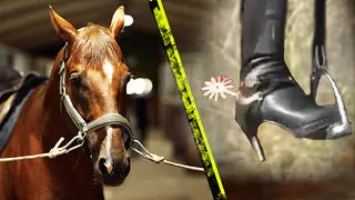 Misshandelte Pferde – Die Suche nach dem Ursprung der Fetisch-Videos