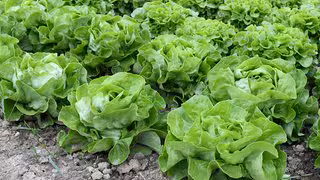 Neue Einschränkungen von Pflanzenschutzmitteln auf dem Acker