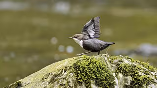 Wasseramseln: Wenn's am Fluss zu laut ist, blinzeln sie einfach, um sich zu verständigen