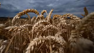 Qualitätsmängel beim Getreide: Mitteldeutschland kommt glimpflich davon