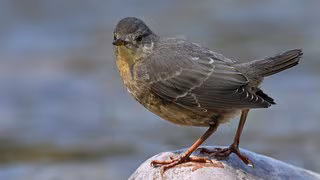 Wasseramseln: Wenn's am Fluss zu laut ist, blinzeln sie einfach, um sich zu verständigen