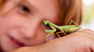 Von der Roten Liste gehüpft: Die Gottesanbeterin frisst Sexualpartner auch in Mitteldeutschland