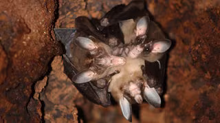 Batnight – die große Nacht der Fledermäuse