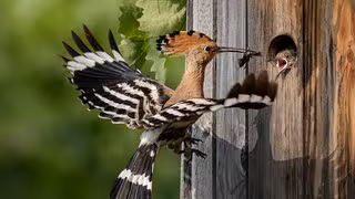 Honigdachs, Kokosnuss und Wiedehopf: Alte Arten schlagen sich besonders gut durch