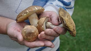 Mehr Anfragen zu Pilzvergiftungen in Mitteldeutschland