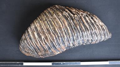 Düsseldorfer findet Mammutzahn am Rhein