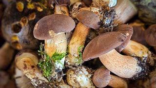 Was passiert, wenn ich einen verstrahlten Pilz esse?