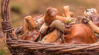 Was passiert, wenn ich einen verstrahlten Pilz esse?