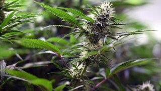 Bundesländer wollen Verbesserungen bei Cannabis-Gesetz