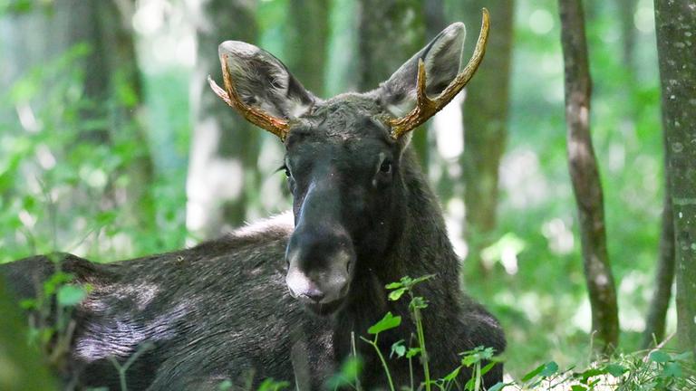 Wanderschaft von Elch Emil durch Österreich beendet