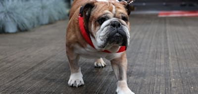 Der berühmteste Hund der Formel 1 liegt im Koma