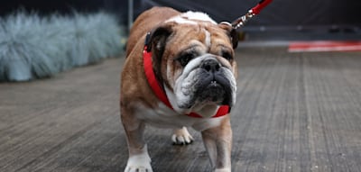 „Er starb in meinen Armen“ – Lewis Hamilton trauert um seinen berühmten Hund