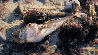 Angespülte tote Plattfische und Dorsche: Die Ostsee ringt nach Sauerstoff