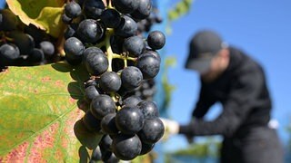 Syrah statt Portugieser – Wie der Klimawandel den Weinbau verändert