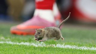 Bei WM-Quali hetzt Star-Torhüter plötzlich Nagetier hinterher