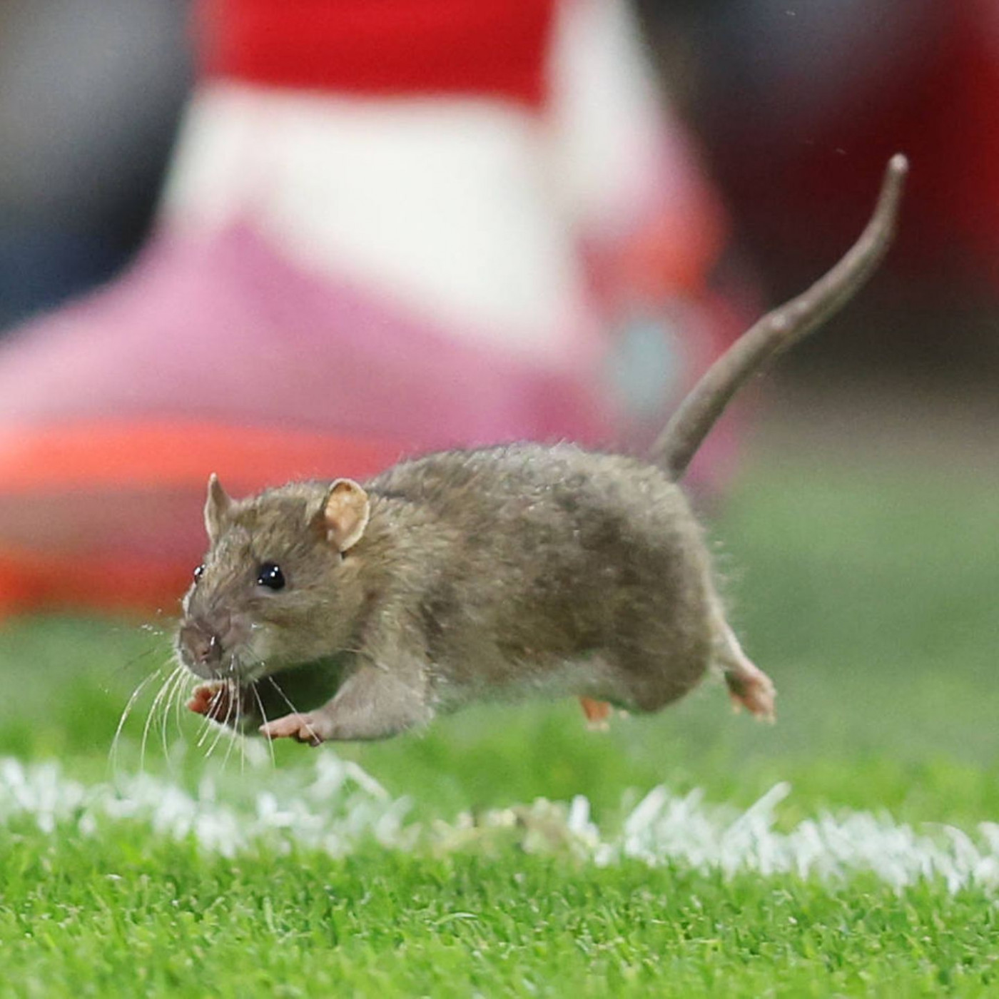 Ratte stört WM-Quali-Spiel – und wird vom Platz eskortiert