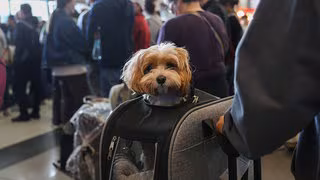 Hund im Flugzeug ist rechtlich nur "Gep&auml;ck"