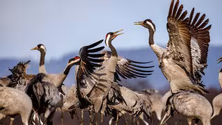 Vogelgrippe breitet sich aus &ndash; was jetzt wichtig ist