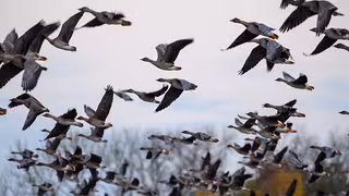 Ungew&ouml;hnlich starker Ausbruch der Vogelgrippe &ndash; Gefl&uuml;gelhalter f&uuml;r Stallpflicht