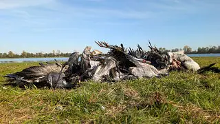 Loeffler-Institut: Vogelgrippe erreicht bislang nicht gekanntes Au&szlig;ma&szlig;
